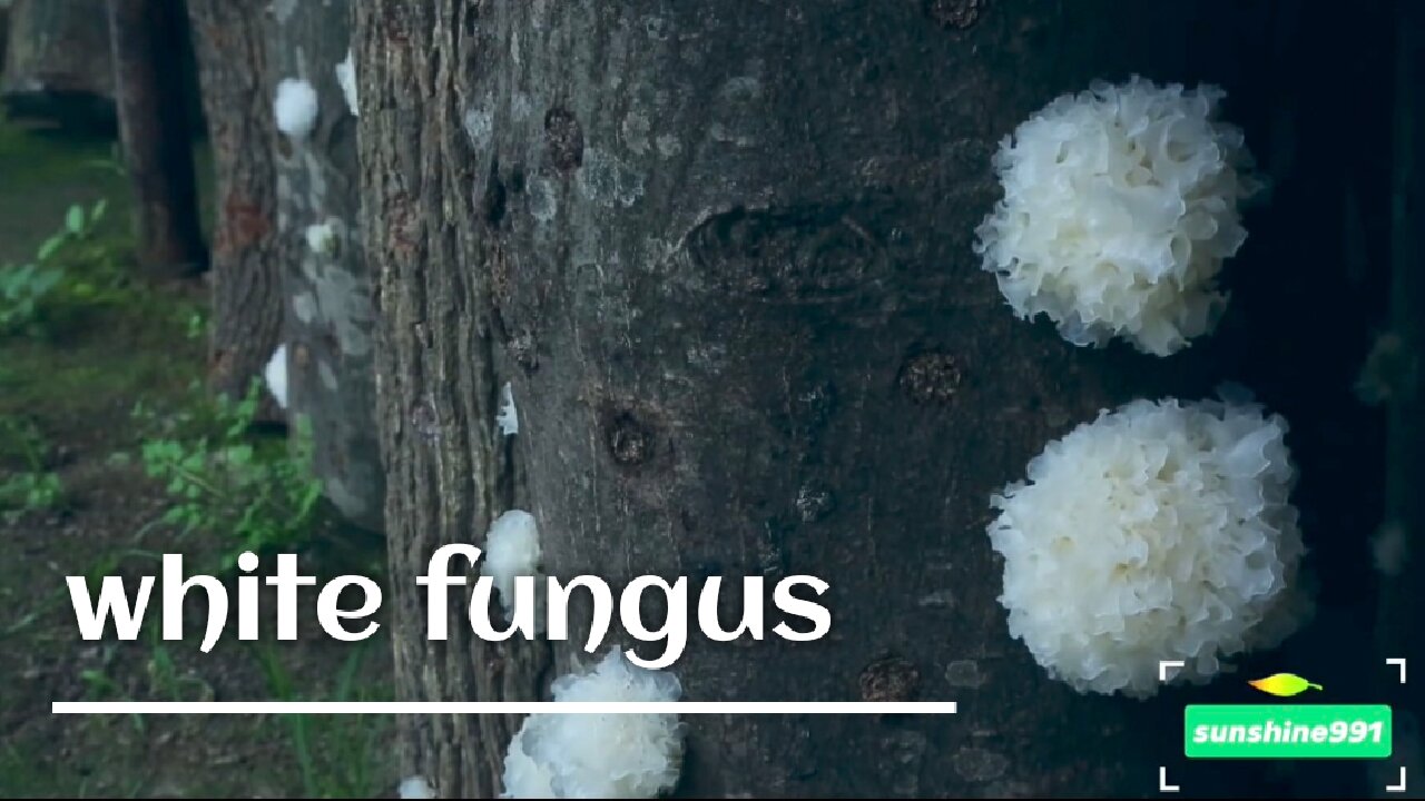 natural green components and white fungus