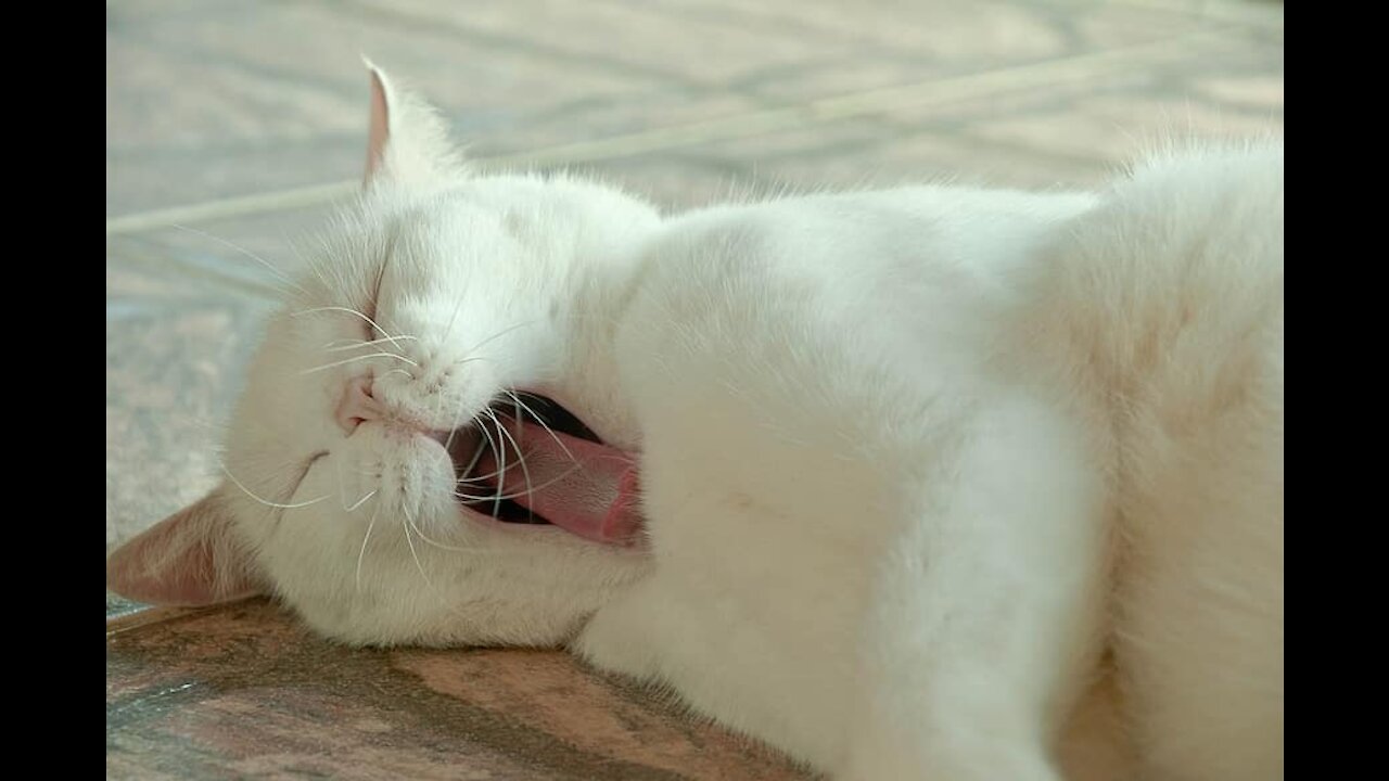 sleepy cute animal collection