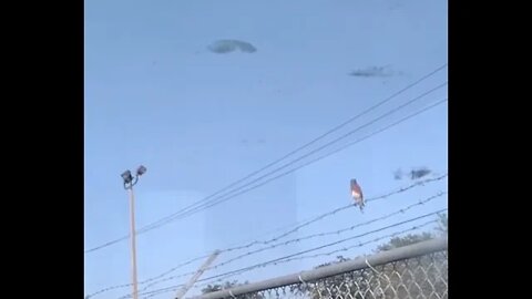 Bird watching. Https://www.thescifishortstorywriter.com https://www.rumble.com/user/writer202