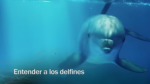 Redes - Entender a los delfines - 05/05/2013