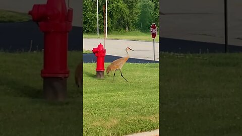 Sandhill Cranes have a 20-30 year lifespan.