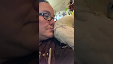 Sweet cuddles #cutepets #shorts #parrot #cockatoo #birdshorts