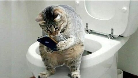 /Funniest Animals - Best Of The 2021 Funny Animal Videos #41