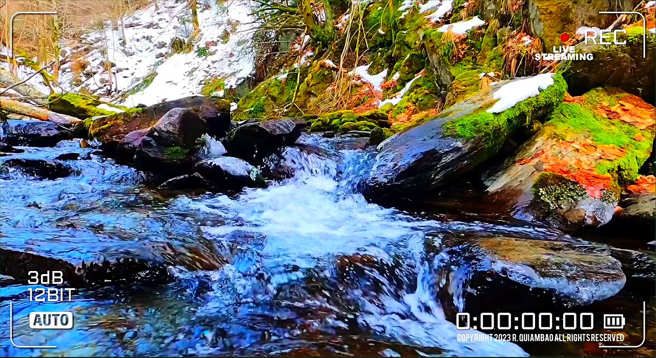 Whispers Of The Wild | Zen Asmr # 140