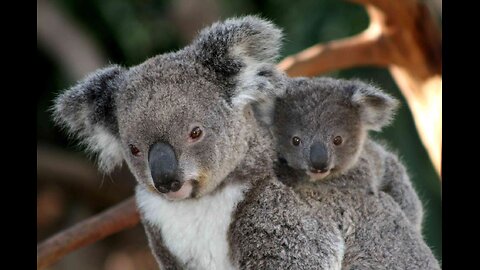 "The Koala's Poisonous Diet" - A Suspenseful Journey