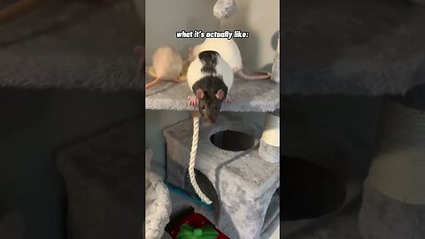 Pet Rats Expectation vs Reality