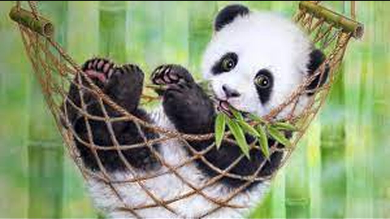 Funny Panda