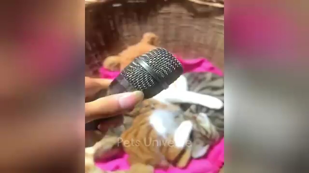 cat sounds...