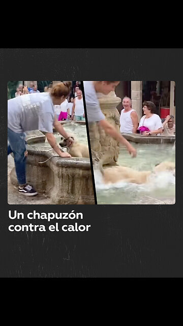 ‘Perro nadador’ se resiste a que interrumpan su baño