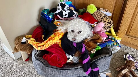 Hide & Seek w/ my Dog!