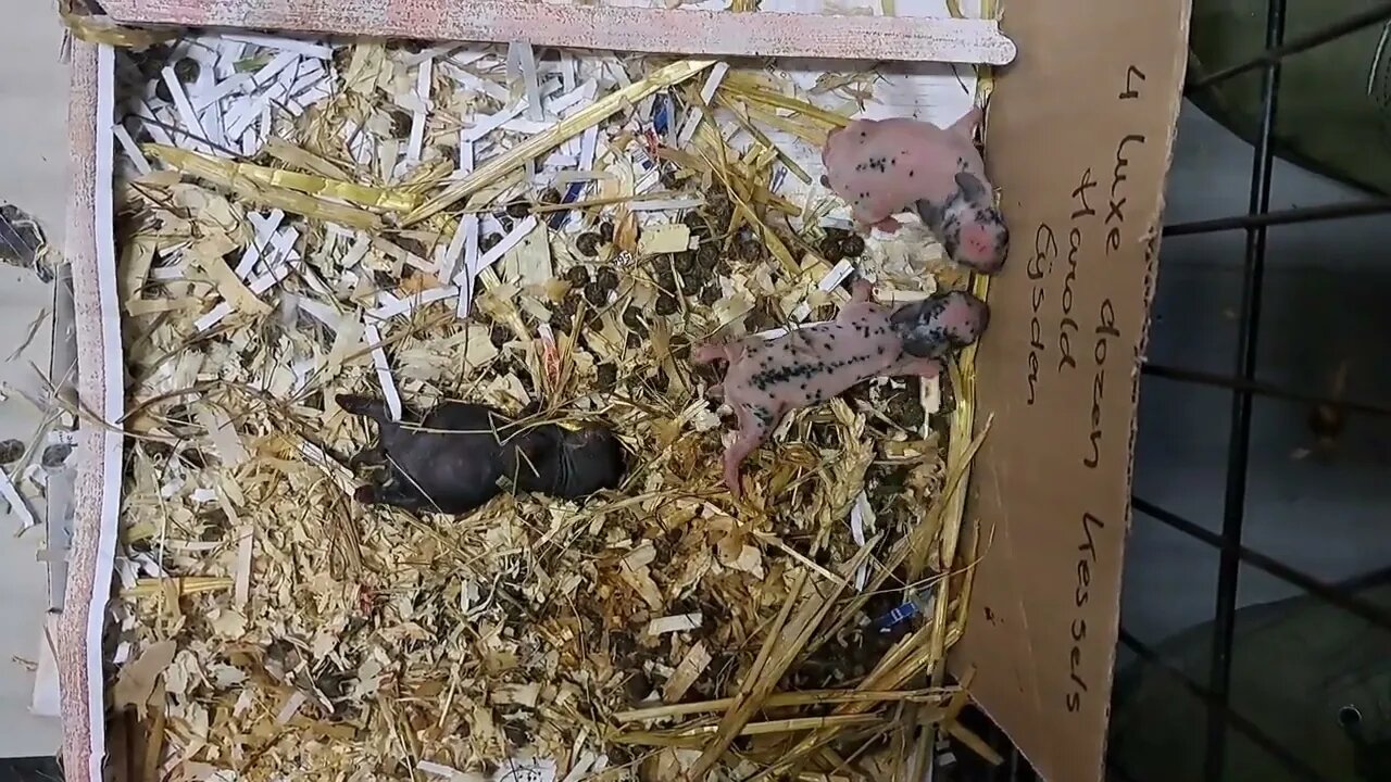 Mini Rex rabbits day 4, the peanut is no more and black rabbit went out of the nestbox. Harsh nature