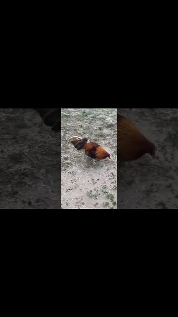 YLH//Hamlin Asil @ LivingWaterFarms247