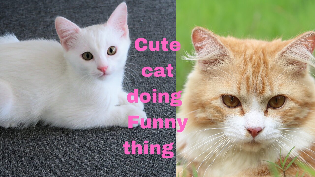 Watch cute and sweet cats doing funny thing