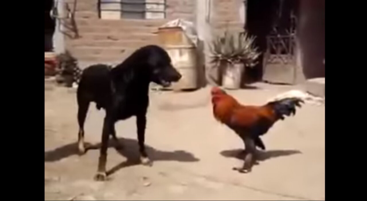 ChickenVS Dog Fight-FunnyDogFight Videos