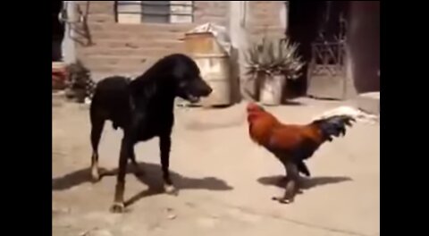 ChickenVS Dog Fight-FunnyDogFight Videos