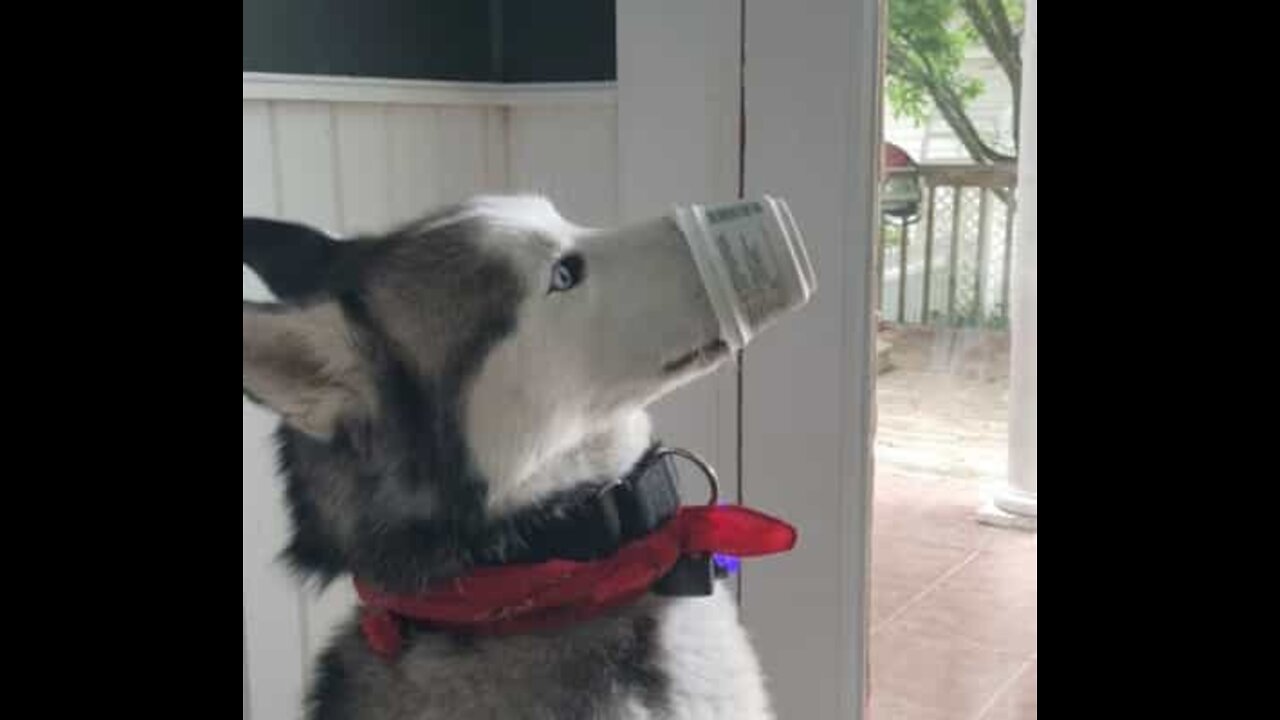 Ce husky a grand besoin de calcium