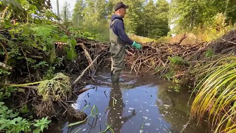 23Beaver Dam Removal It would BURN very well!+6