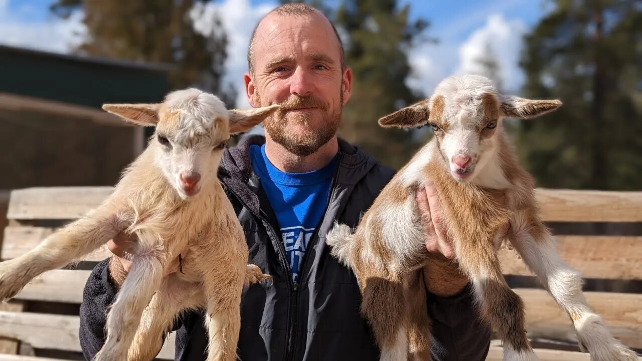 Meet Our Newest Additions: Millie's Twin Goat Babies!