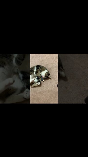 Cute Cat Playing with Catnip Toy #catnip