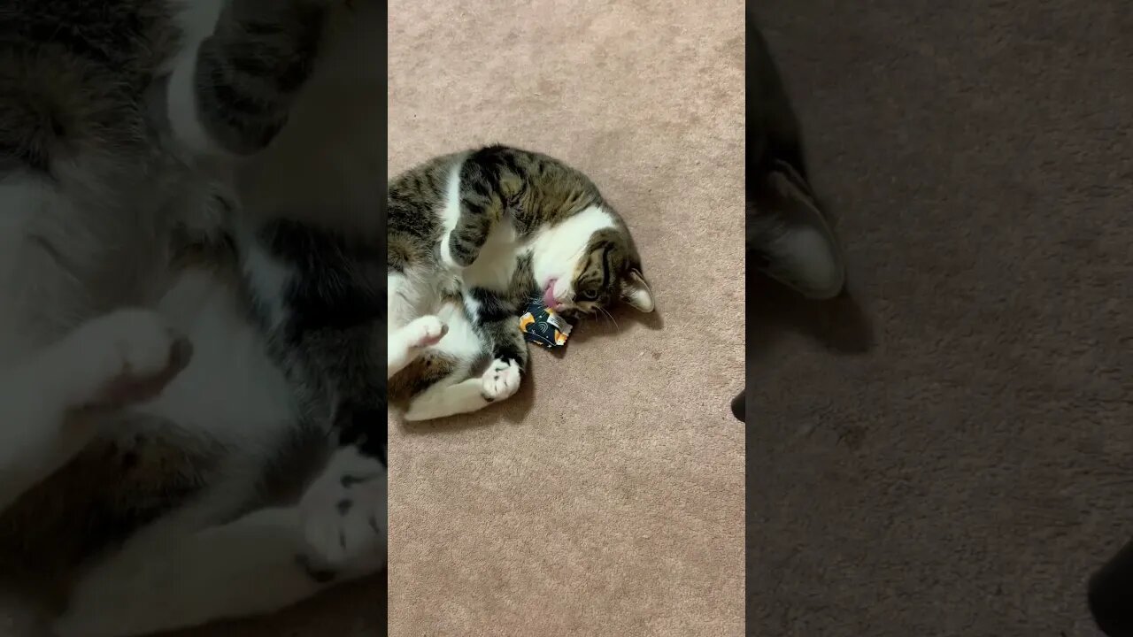 Cute Cat Playing with Catnip Toy #catnip