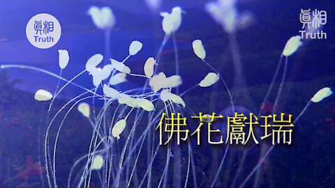 婆羅花開| 真相傳媒