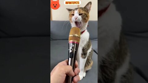 Cat Scary 🤣 Voice #shorts #entertainment #funnyvideo #infinitepets