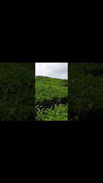 Naik Gunung 🇮🇩 🗻