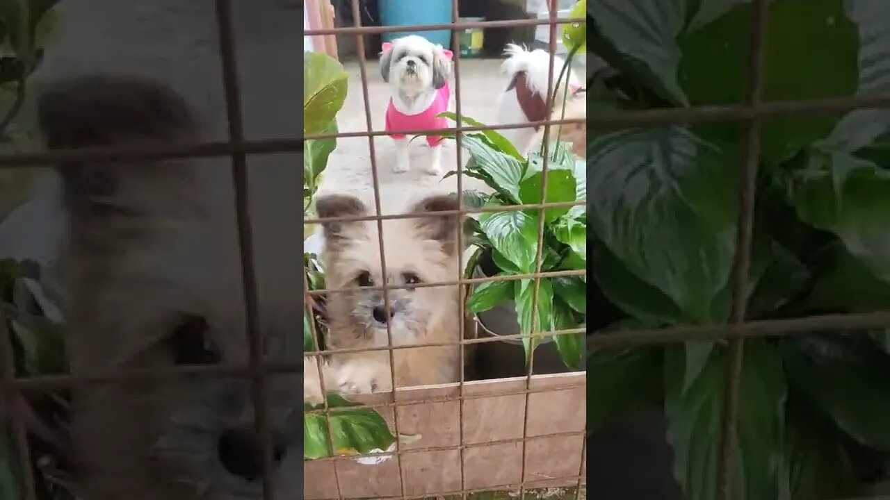 Saying hi to our neighbor puppies ❤️ #socute #puppies #fyp #puppycompilation #puppylove #puppylife