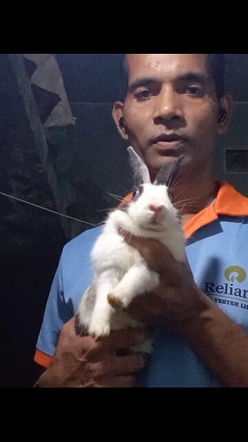 rabbit so cute
