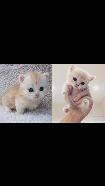 Lovely and Funny Animals Cute Kittens and Funny Cat video Clip 2021 83\