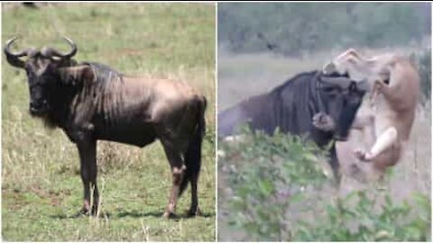 Gnu affronta due leonesse e si salva