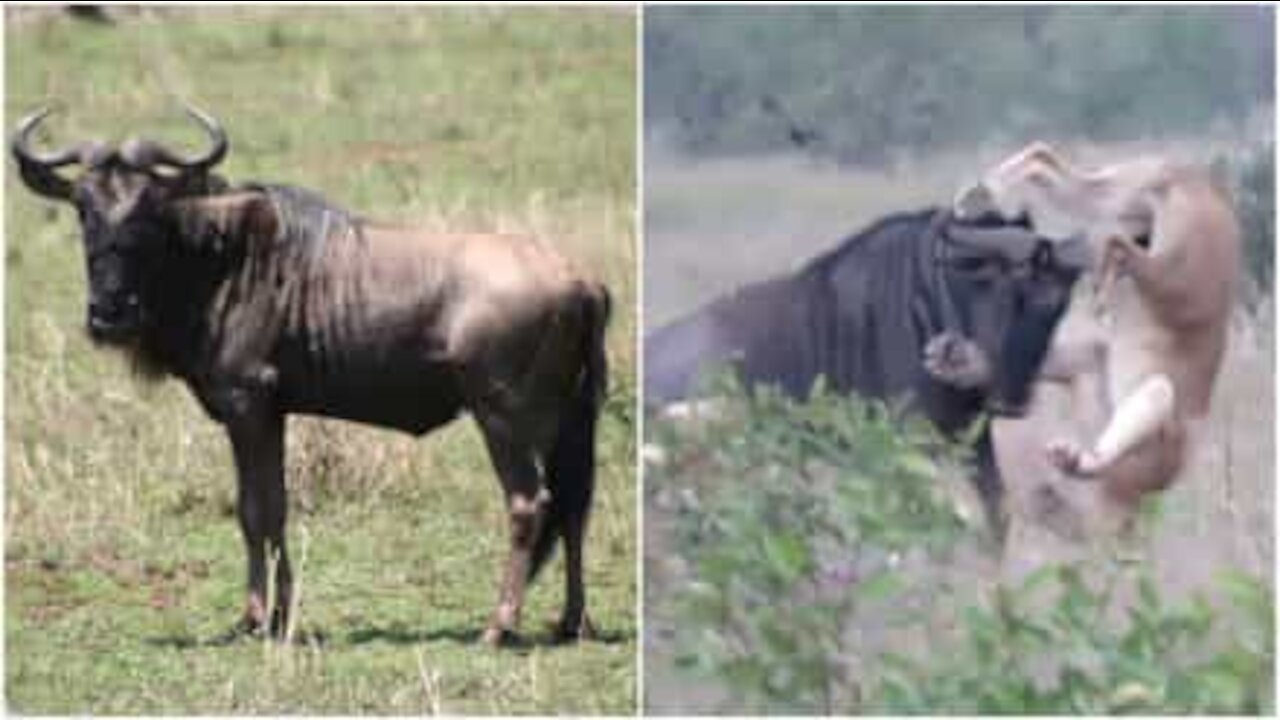 Gnu affronta due leonesse e si salva