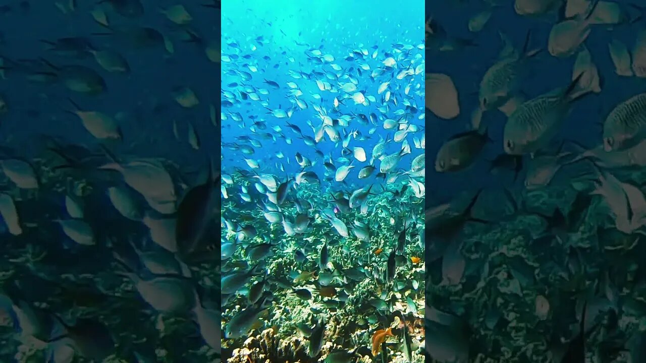 Riffdach, Pescador Island