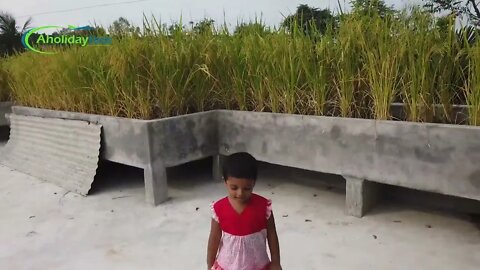 ছাদে ধান চাষ | গ্রামবাংলার ঐতিয্য সৌন্দযের লিলা ভূমি