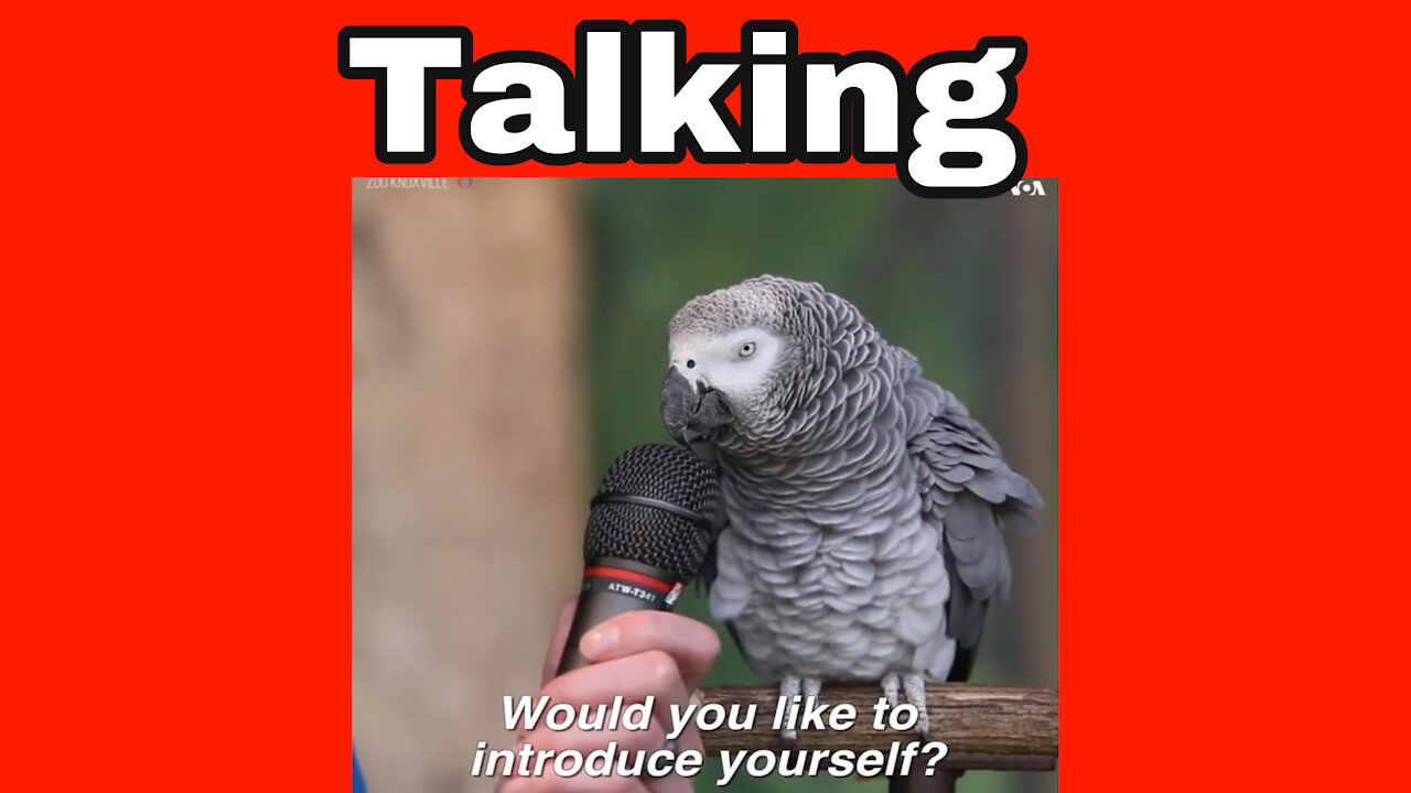 Parrot Talking 2021