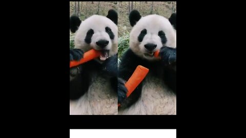 While eating food, the panda cut off his own hand.