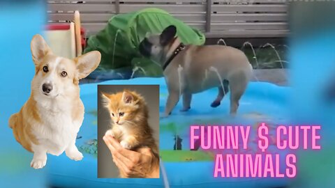 Funny Cats & Dogs