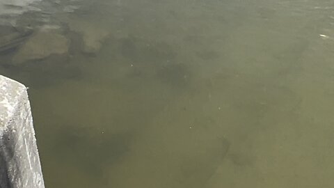 Rugby minnows Humber River James Gardens Toronto