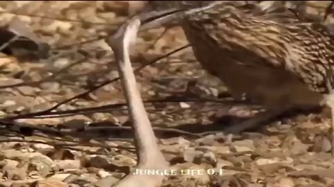 The snake Vs bird: The battle of Survival. Watch who will win??