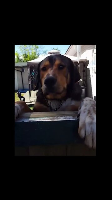 Dog Owner Builds Window So Neighbour Can Pet Dogs