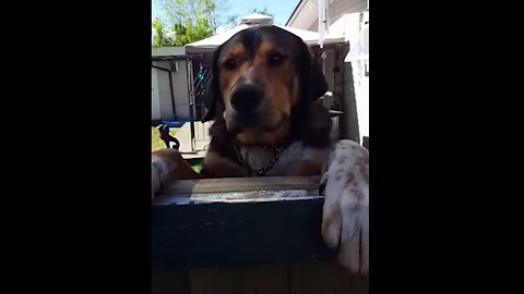 Dog Owner Builds Window So Neighbour Can Pet Dogs