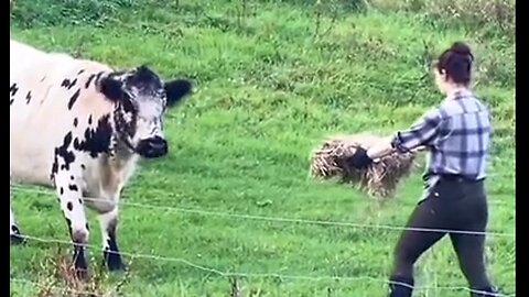 Re-Domesticating A Feral Cow They Found On Their New Property