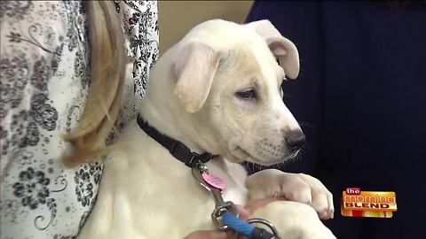 What Back-to-School Season Means for Your Pets