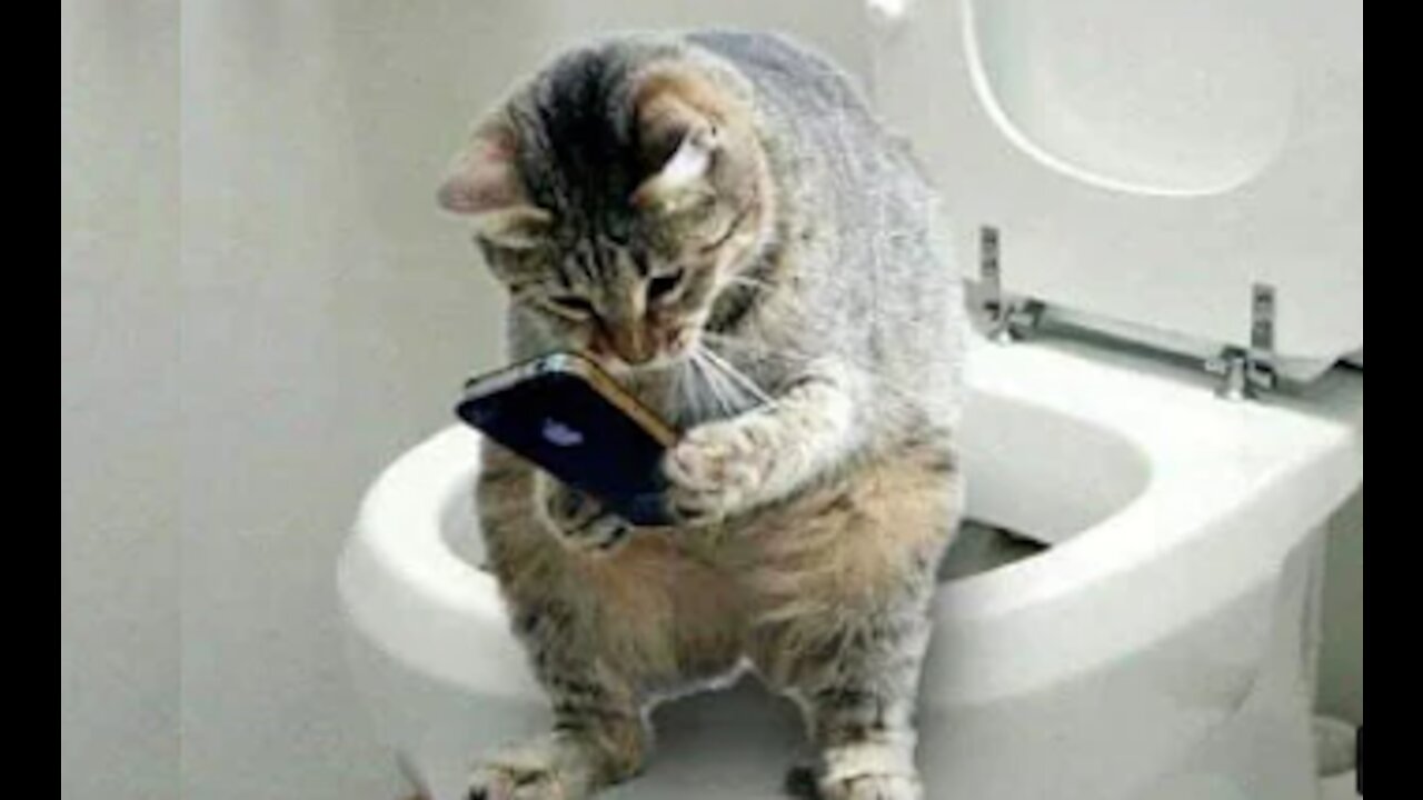 Cut skills Funny Cute Cat's Life 👯😺 Cats and Owners are the best friends
