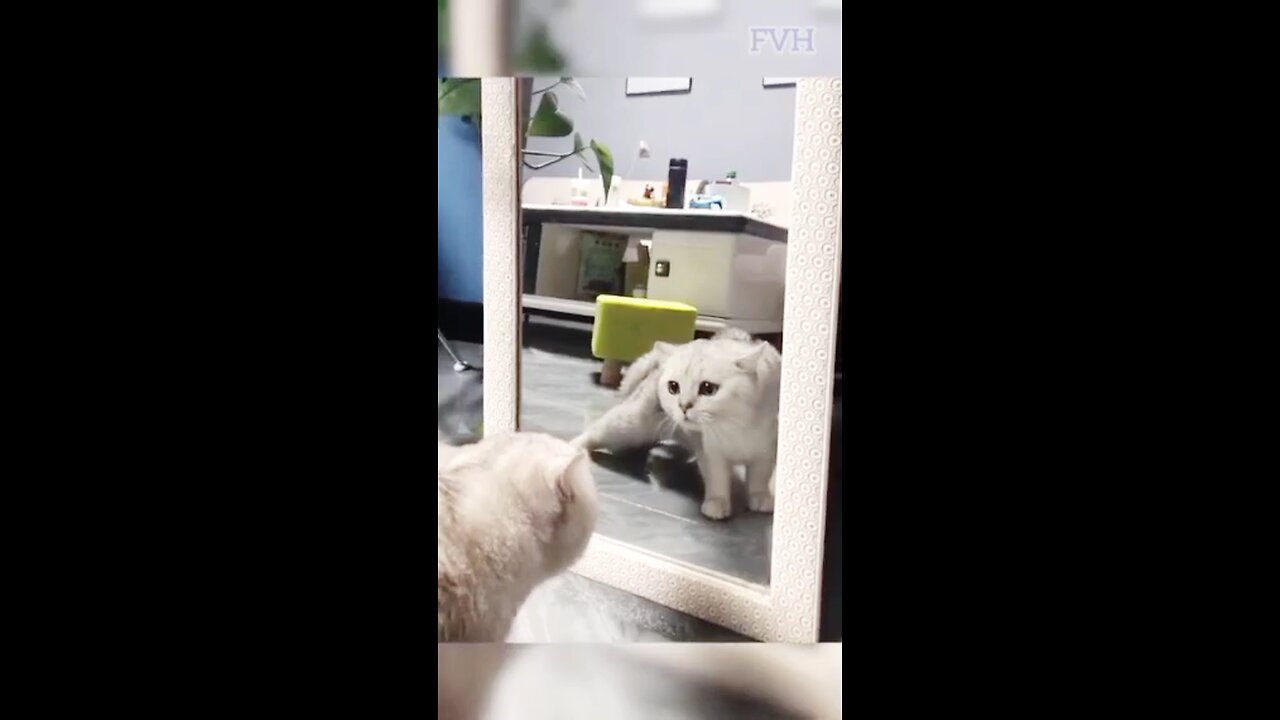 funny cat video