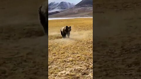 #memes #fypシ #new #trending #bear #viral #bear #animals @nisantube