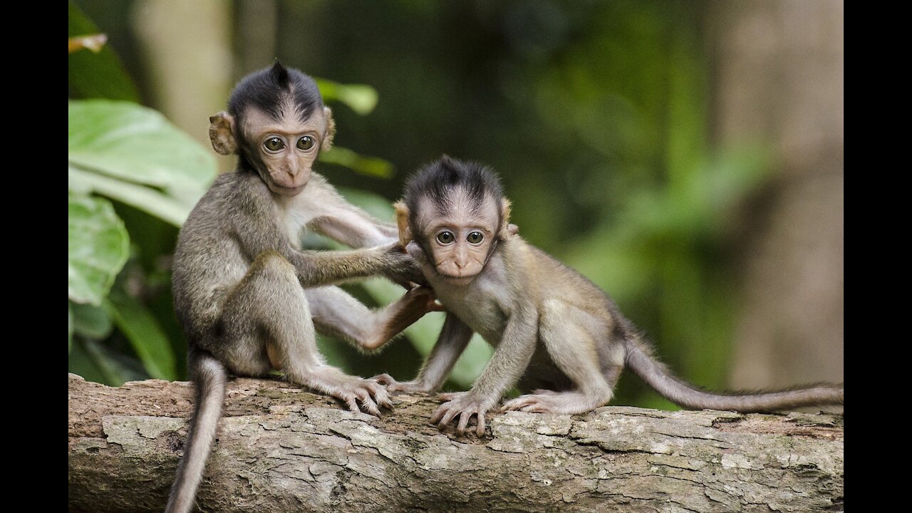 cute puppy cute monkey playing with each other cute Dogs 2021 to enjoy the life