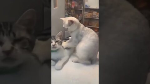 Best Cat Massage - Try not to smile #shorts