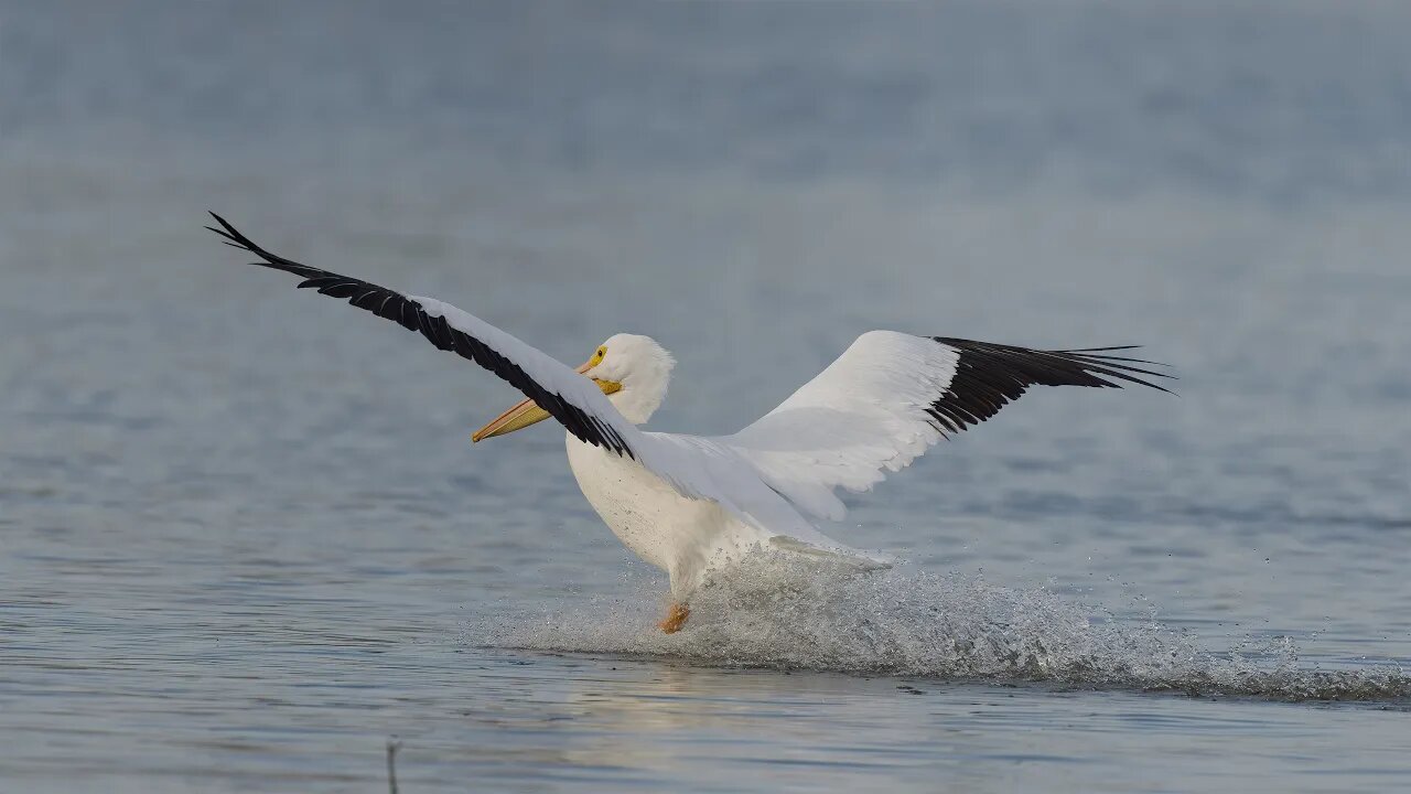 American White Pelican Arriving, Sony A1/Sony Alpha1, 4k