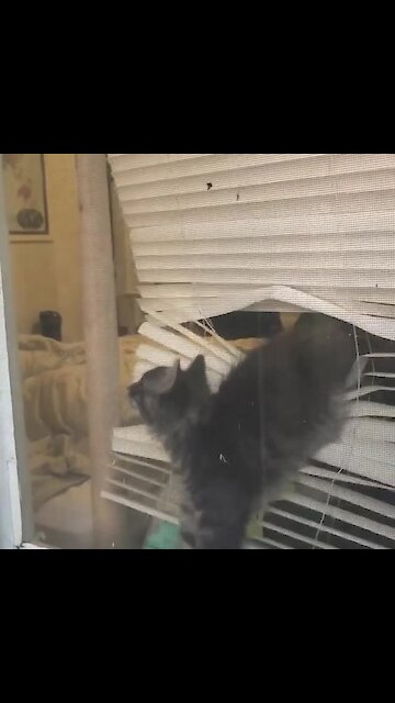 Self Quarantine Is Getting the Best Out of This Hilarious Kitten